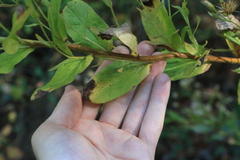Eurybia radulina