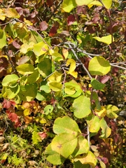 Amelanchier alnifolia