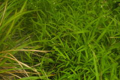 Digitaria radicosa