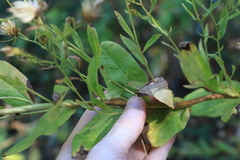 Eurybia radulina