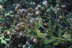 Eurybia radulina
