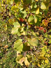 Amelanchier alnifolia