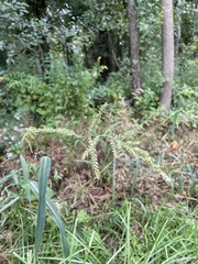 Echinochloa crus-galli