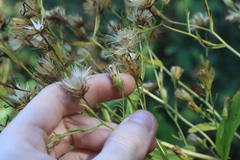 Eurybia radulina