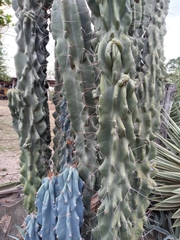 Cereus
