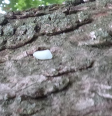 Flatormenis proxima