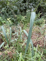 Echinochloa crus-galli