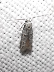 Symmocoides oxybiella