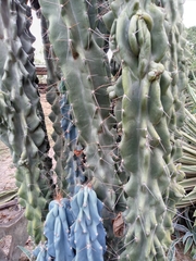 Cereus