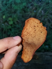 Gymnopilus liquiritiae