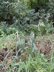 Echinochloa crus-galli