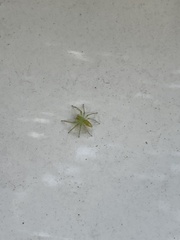 Lyssomanes viridis