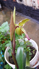 Phragmipedium longifolium
