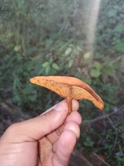 Gymnopilus liquiritiae