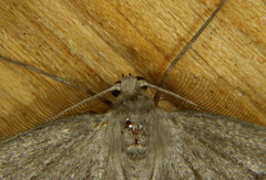 Nepytia pellucidaria