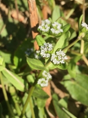 Valerianella locusta