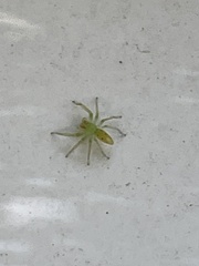 Lyssomanes viridis