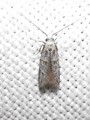 Symmocoides oxybiella