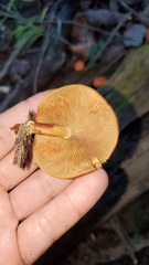 Gymnopilus liquiritiae