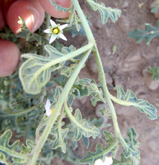 Solanum triflorum