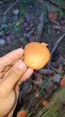 Gymnopilus liquiritiae
