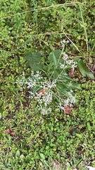 Torilis arvensis