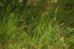 Sporobolus virginicus