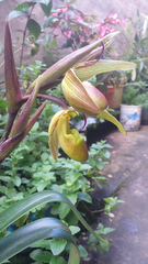 Phragmipedium longifolium