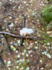 Eriophorum