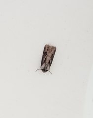 Agrotis venerabilis