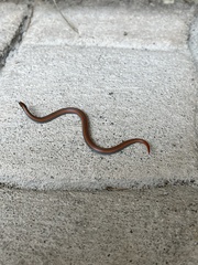 Contia tenuis