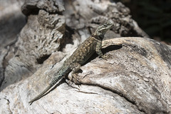 Sceloporus jarrovii