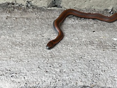 Contia tenuis