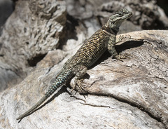 Sceloporus jarrovii