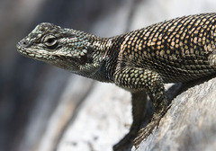 Sceloporus jarrovii