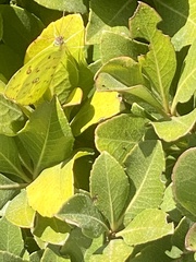 Phoebis philea
