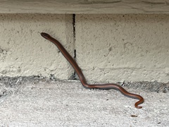 Contia tenuis