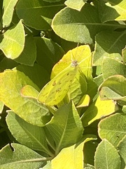 Phoebis philea