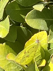 Phoebis philea