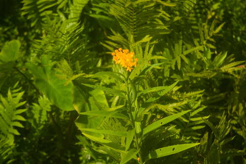 Asclepias curassavica observed 2022-09-20