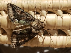 Allophyes oxyacanthae