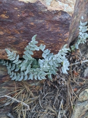 Pellaea bridgesii