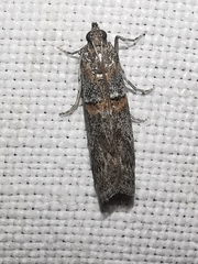 Acrobasis bithynella