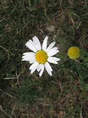 Anthemis arvensis