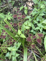 Coleus scutellarioides