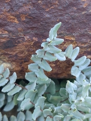 Pellaea bridgesii
