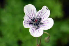 Geranium richardsonii
