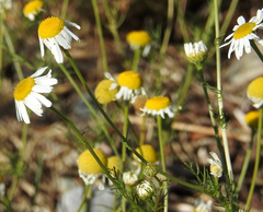 Matricaria chamomilla