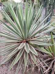 Agave angustifolia