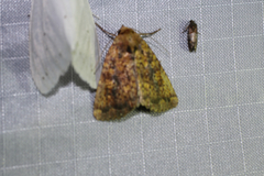 Perigea xanthioides
